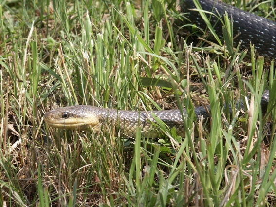 Äskulapnatter (Foto: Rudi Tändler)