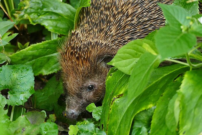 Der Stachelritter darf sich freuen: er wird für seinen Winterschlaf hier in Ering sicher ein Häuschen finden. (Foto: Dietmar Czapalla)