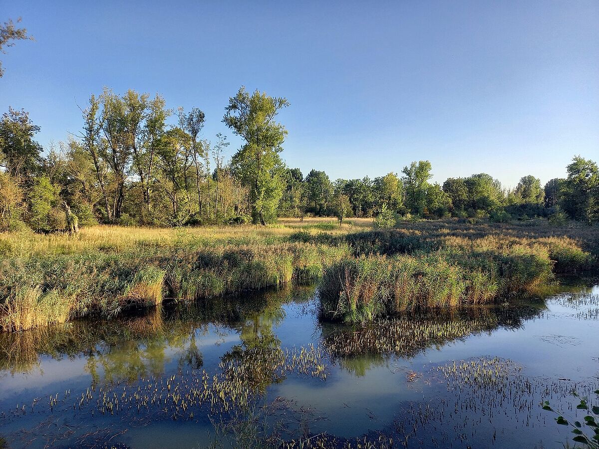 Erlebnis Auengewässer - ein Feuchtgebiet von internationaler Bedeutung. (Foto: Marianne Bollmann)