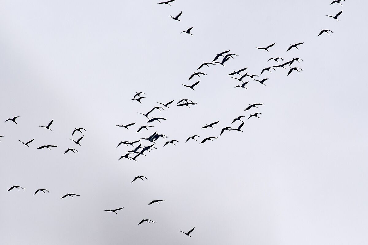 Kranichzug (Foto: Isolde Ulbig)