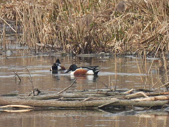 Löffelenten (Foto: Ilka Langner)