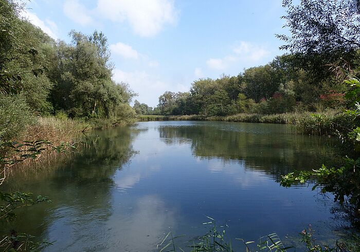 Auenlebensräume in der Eringer Au: Auwald und Schilf bieten geschützte Brutplätze (Foto: Franz Segieth)