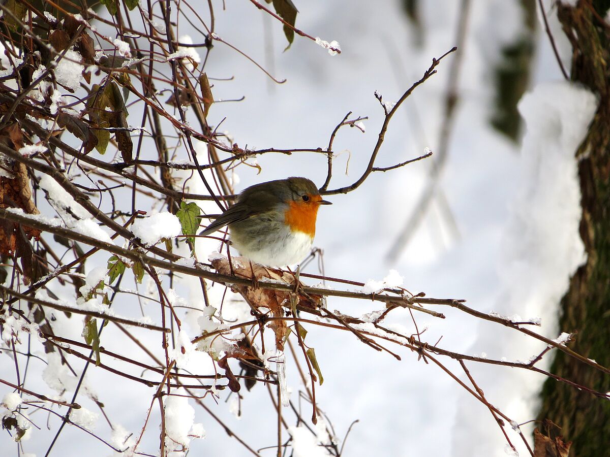 Rotkehlchen in der winterlichen Eringer Au. (Foto: Dorena Buchmeier)
