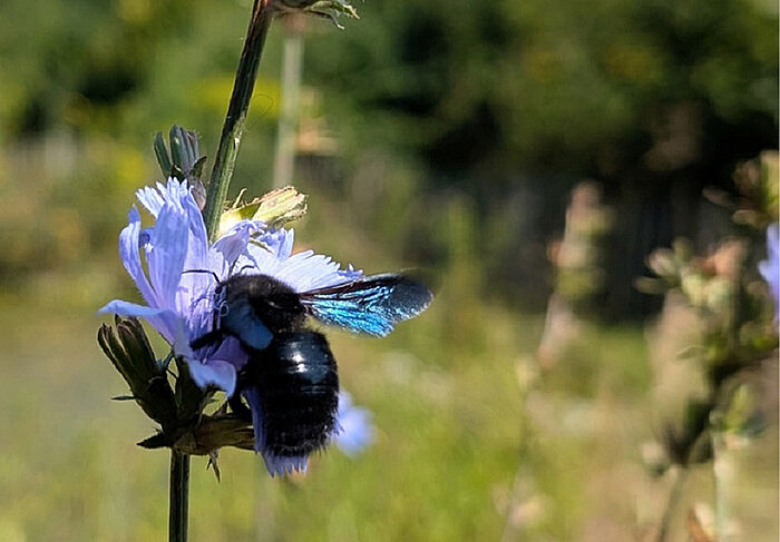 Blauschwarze Holzbiene (Foto: Dorena Buchmeier)