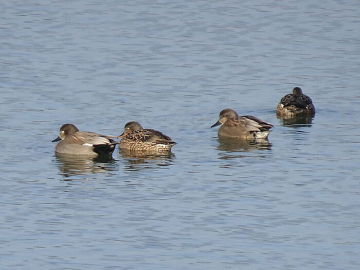 Tafelenten (Foto: Ilka Langner)