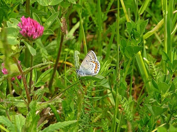 Hier sieht man vom Idas-Bläuling die Flügel-Unterseiten (Foto: M. Bollmann)