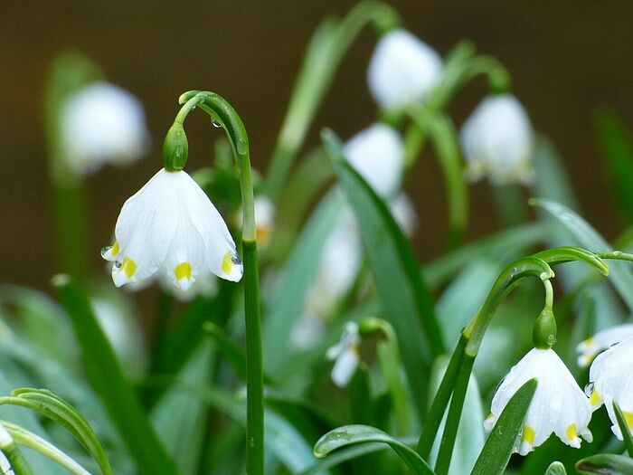 Ein Frühblüher: Märzenbecher (Foto: Paul Hohenthaner)