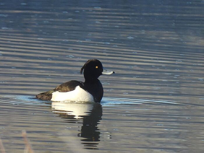Reiherente (Foto: Ilka Langner)