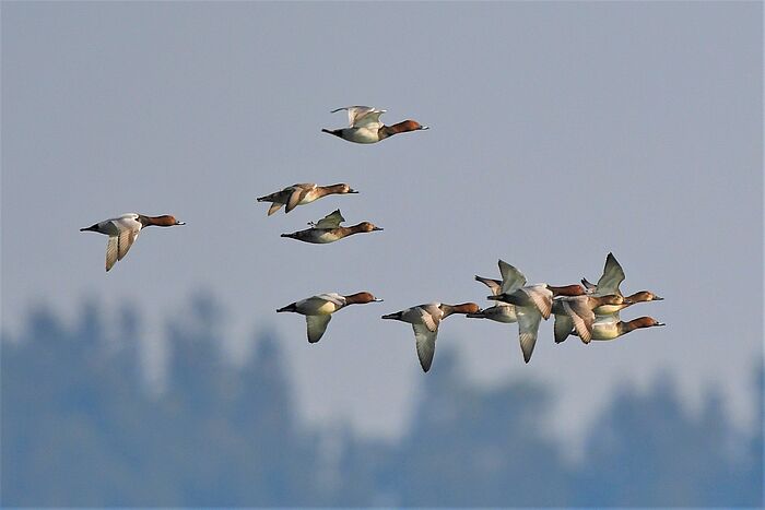 Schwarm Tafelenten (Foto: Dr. Lothar Röttenbacher)