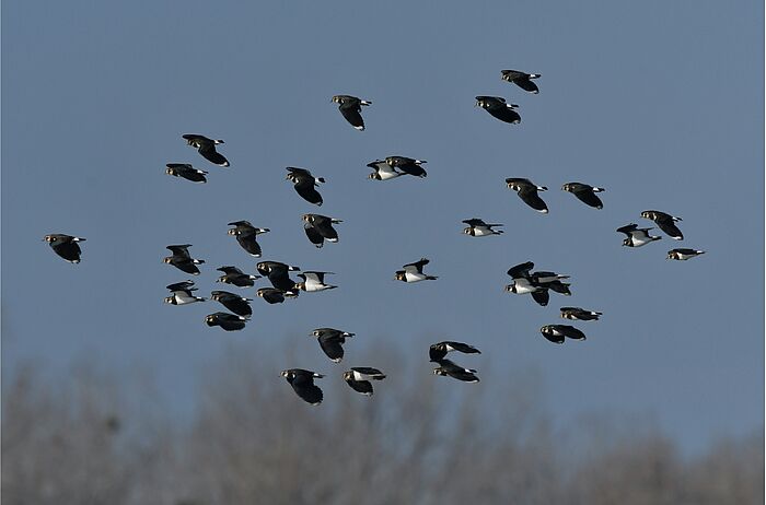 Kiebitz-Schwarm (Foto: Dr. Lothar Röttenbacher)