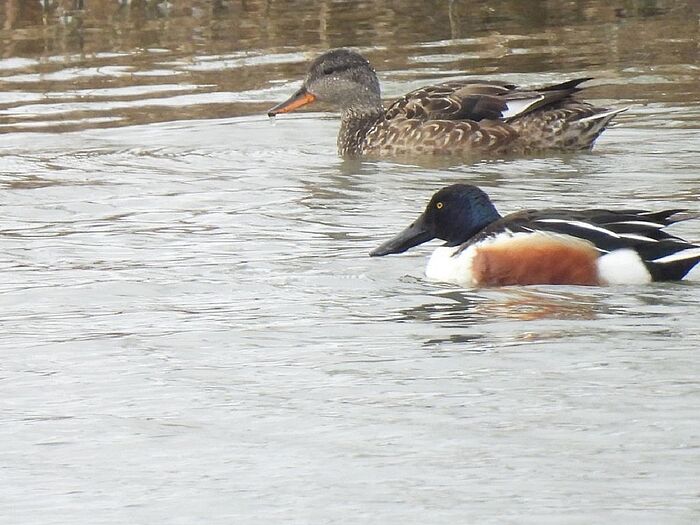 Löffelenten-Paar (Foto: Ilka Langner)