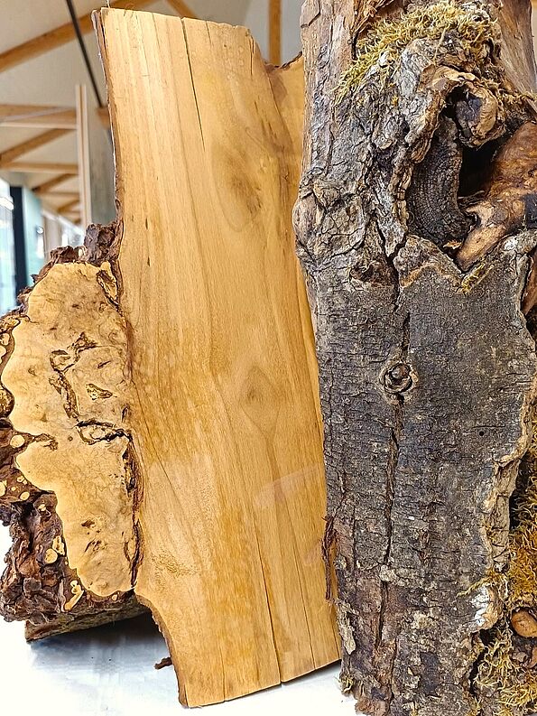 Das Holz der Roßkastanie. (Foto: Isolde Ulbig)