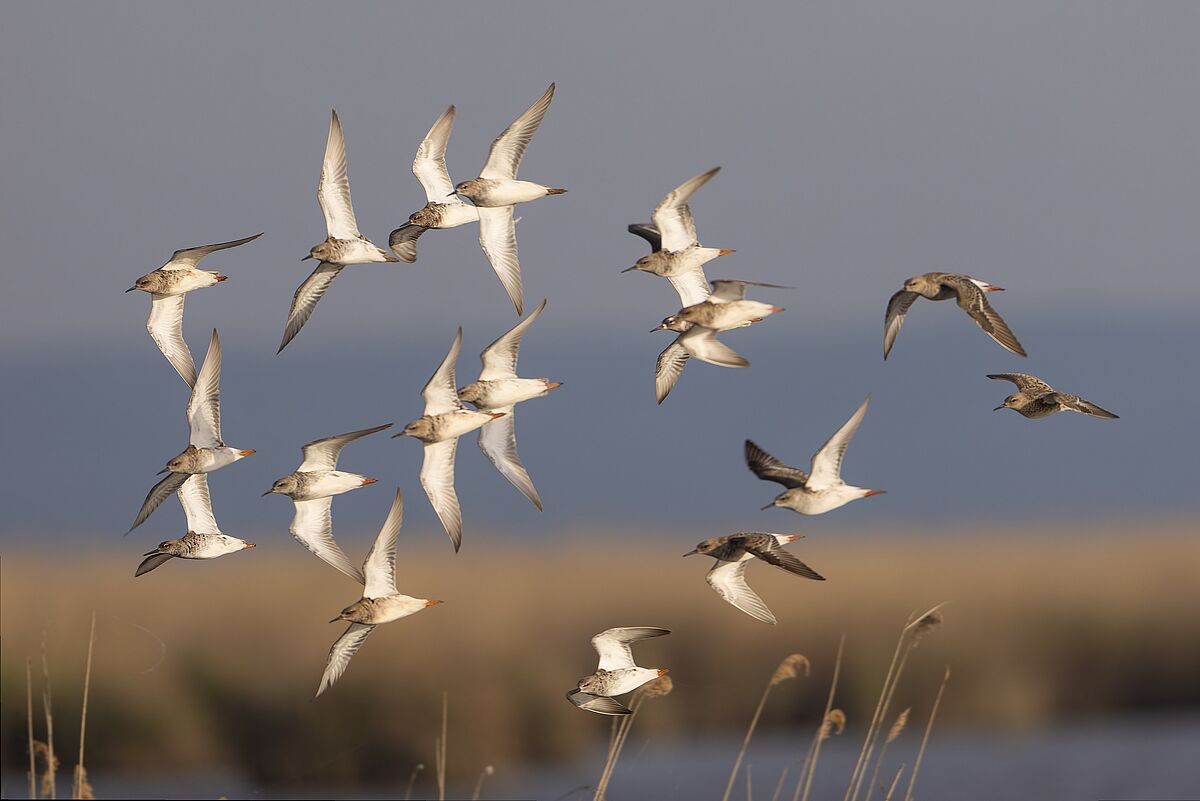 Kampfläufer-Schwarm über dem Stausee. (Foto: Thomas Pumberger)