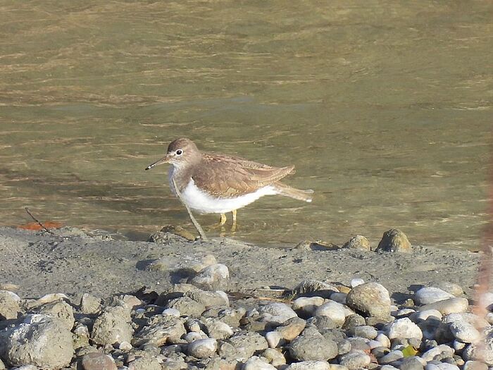 Flussuferläufer (Foto: Ilka Langner)
