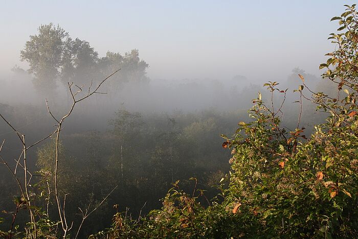 Nebelschwaden im Auwald. (Foto: Claudia Schmidt)