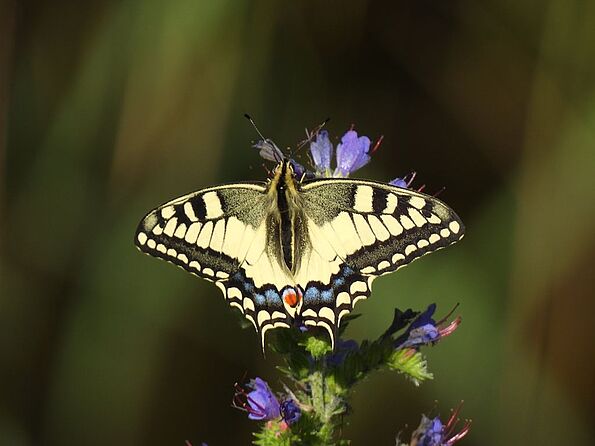 Schwalbenschwanz am Natternkopf (Foto: Ilka Langner) - Auch Insekten brauchen jetzt Wasser, denn viele Blüten haben aufgrund anhaltender Trockenheit weniger Nektar. Schwalbenschwanz am Natternkopf (Foto: Ilka Langner) - Auch Insekten brauchen jetzt Wasser, denn viele Blüten haben aufgrund anhaltender Trockenheit weniger Nektar.