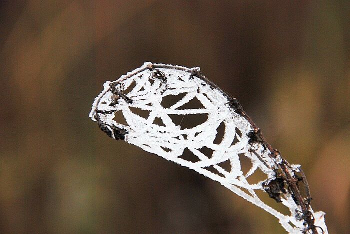 Von Spinne und Frost kunstvoll verwoben (Foto: Isolde Ulbig)