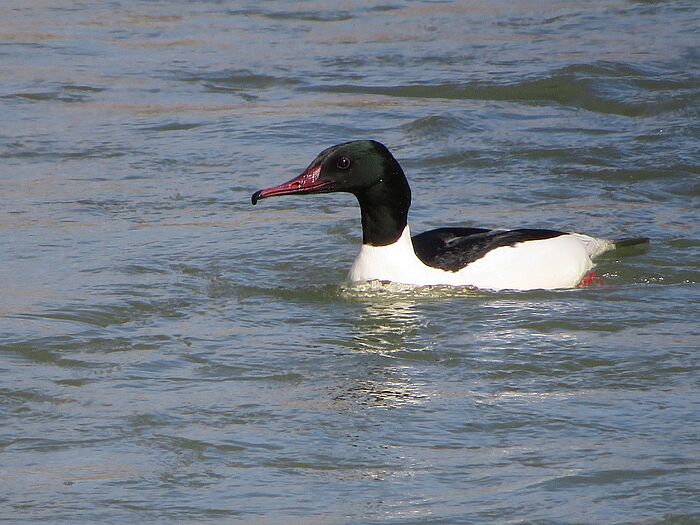 Gänsesäger (Foto: Niklas Angloher)