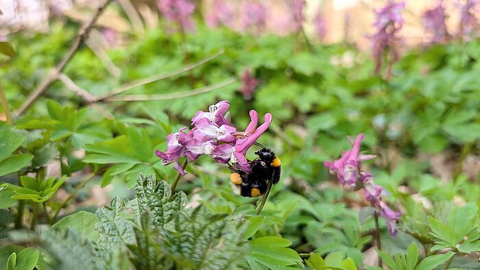 Dunkle Erdhummel (Foto: Dorena Buchmeier)