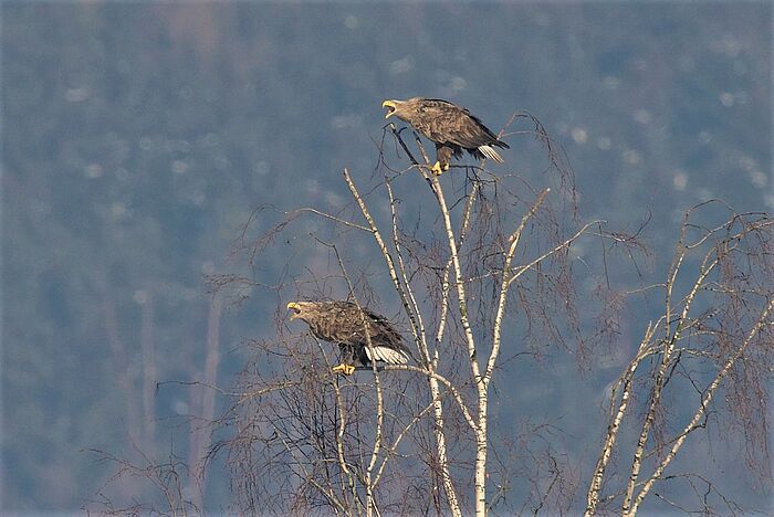 Zwei Seeadler (Foto: Dr. Lothar Röttenbacher)