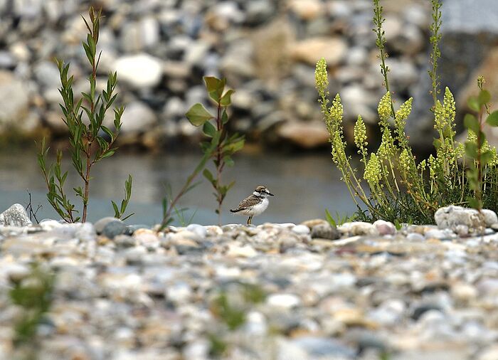 Flussregenpfeifer-Küken auf einer Kiesbank (Foto: Florian Billinger)