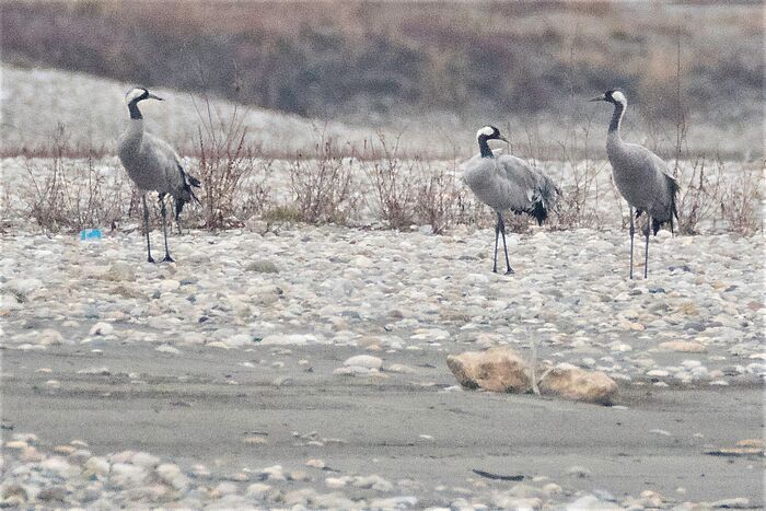 Kraniche machen Rast am Stausee. (Foto: Thomas Pumberger)