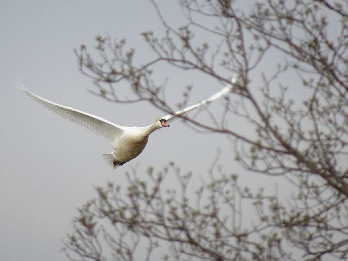 Höckerschwan (Foto: Ilka Langner)
