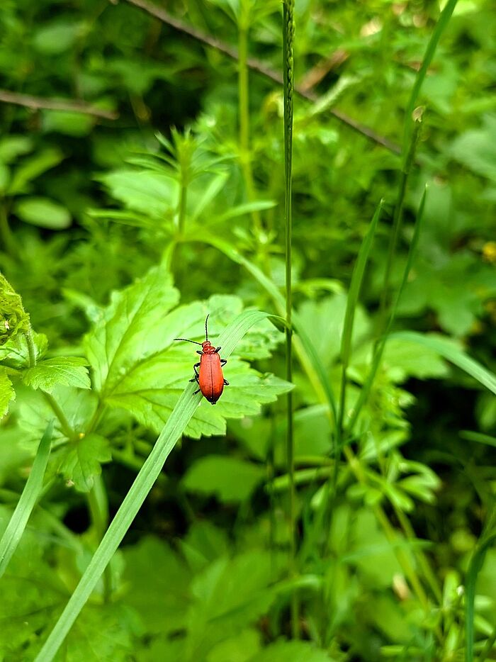Der Rotköpfige Feuerkäfer (Foto: Dorena Buchmeier)