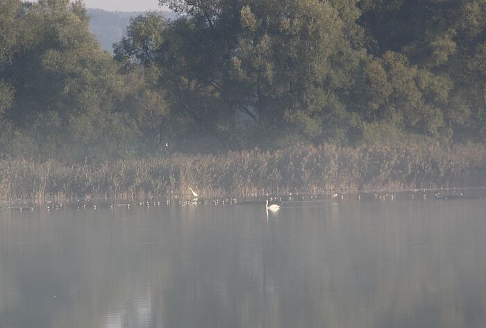Die Vögel suchen auch im Nebel auf der Verlandungszone nach Fressbarem. (Foto: Claudia Schmidt)