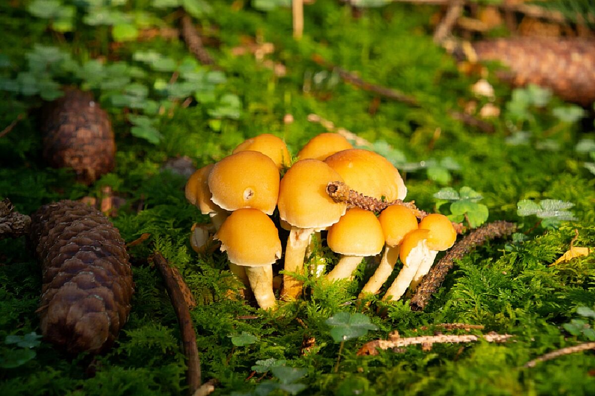 Herbstzeit ist Pilzzeit - hier der Grünblättrige Schwefelkopf. (Foto: Isolde Ulbig)