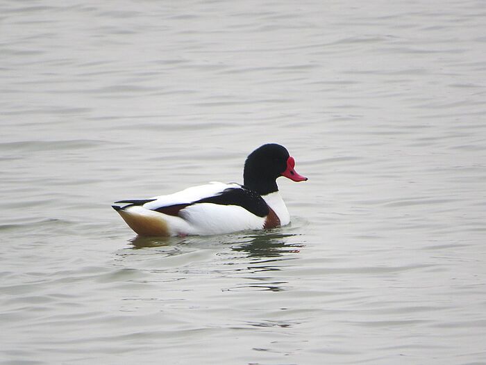 Männliche Brandgans (Foto: Chiara Kaltenhauser)
