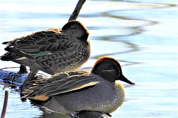 Krickenten (Foto: Nadia Baumgart)