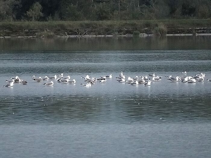 Mittelmeermöwen (Foto: Marianne Bollmann)