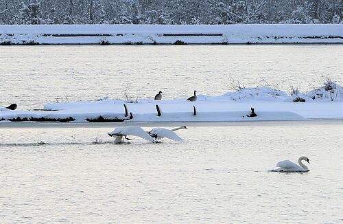 Die Höckerschwäne fangen schon im Winter an, ihr Revier zu verteidigen. (Foto: M. Bollmann)