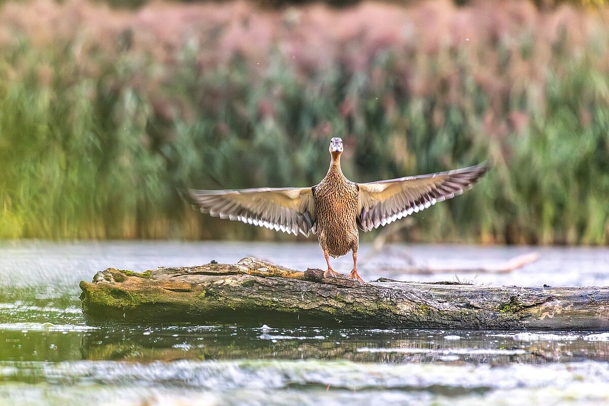 Eine Stockente breitet ihre Flügel aus. (Foto: Konrad Moosbauer) Eine Stockente breitet ihre Flügel aus. (Foto: Konrad Moosbauer)