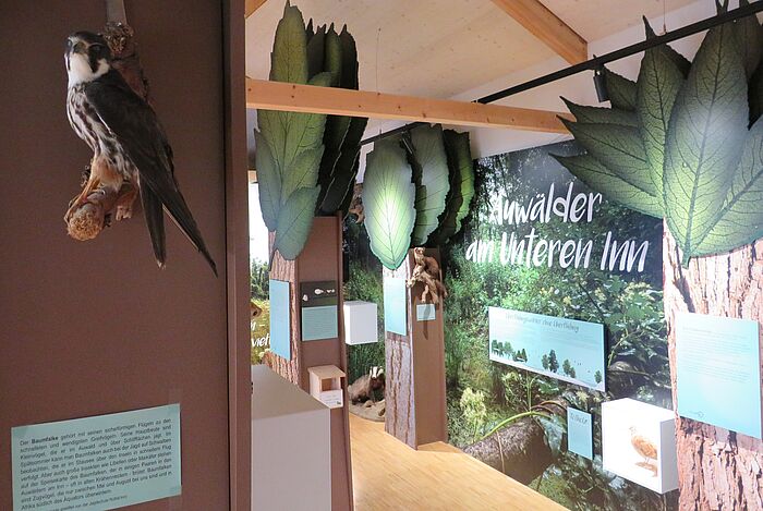 Begehbarer Auwald. (Foto: Dorena Buchmeier)