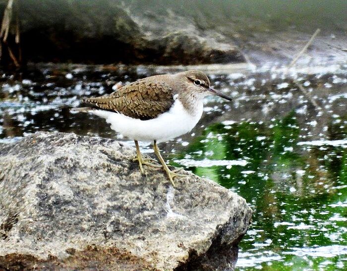 Flussuferläufer (Foto: Regina Krieger)