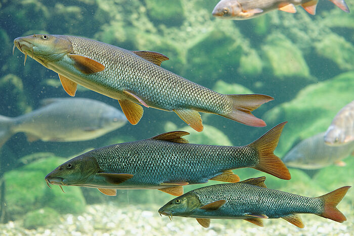 Die Barbe ist ein typischer Fisch im Inn (Foto: Clemens Ratschan)