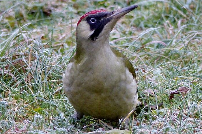 Der Grünspecht fühlt sich im Auwald wohl (Foto: Franz Segieth)