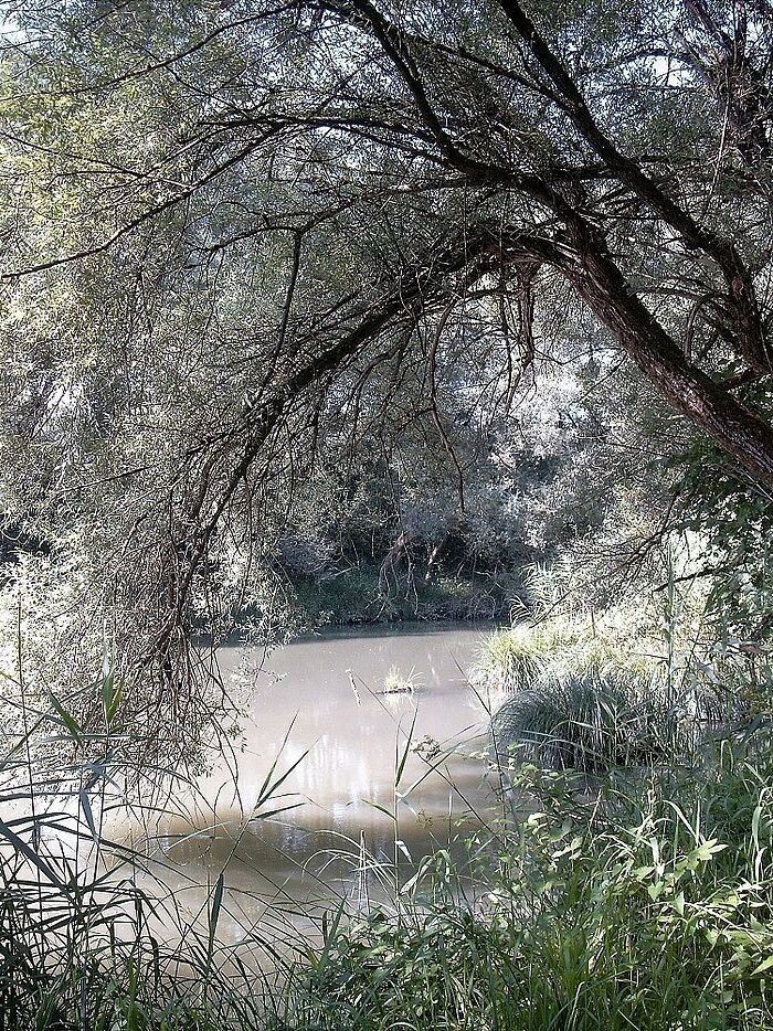 Ein verwunschener Urwald... (Foto: Beate Brunninger)