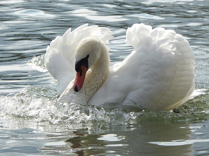 Imponierendes Höckerschwan-Männchen (Foto: Regina Krieger)