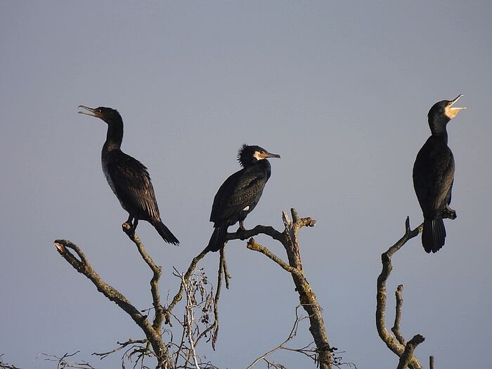 Kormorane (Foto: Ilka Langner)