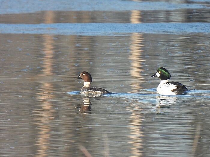 Schellenten-Paar (Foto: Ilka Langner)