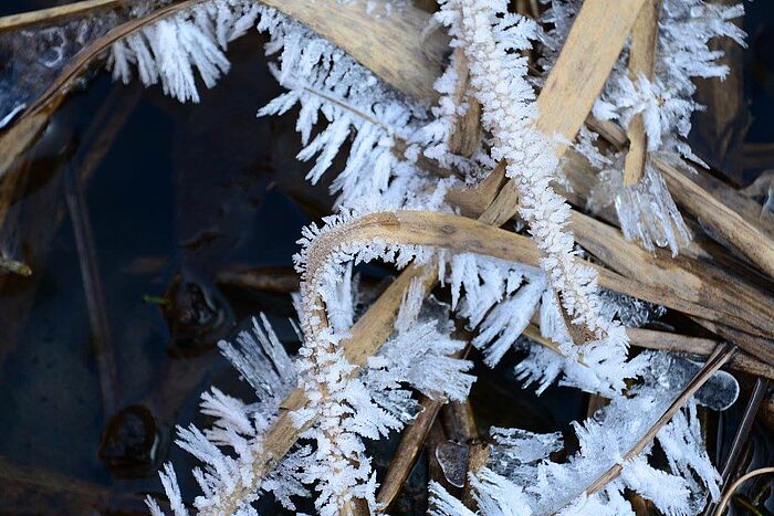 Eiskristalle an Schilfhalmen (Foto: Isolde Ulbig)