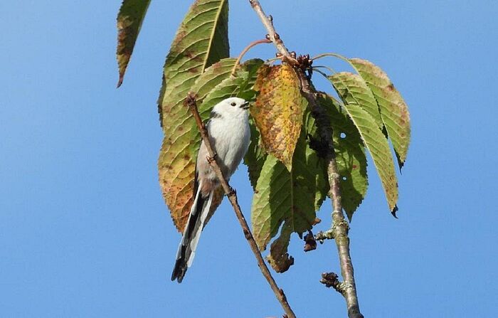 Schwanzmeise (Foto: Regina Krieger)