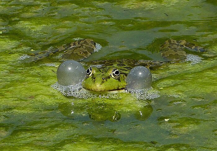 Seefrosch (Foto: Walter Sage)