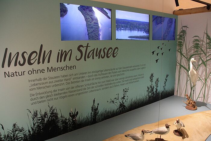 Die Inselwelt im Stausee hautnah im Naturium Ehring erleben