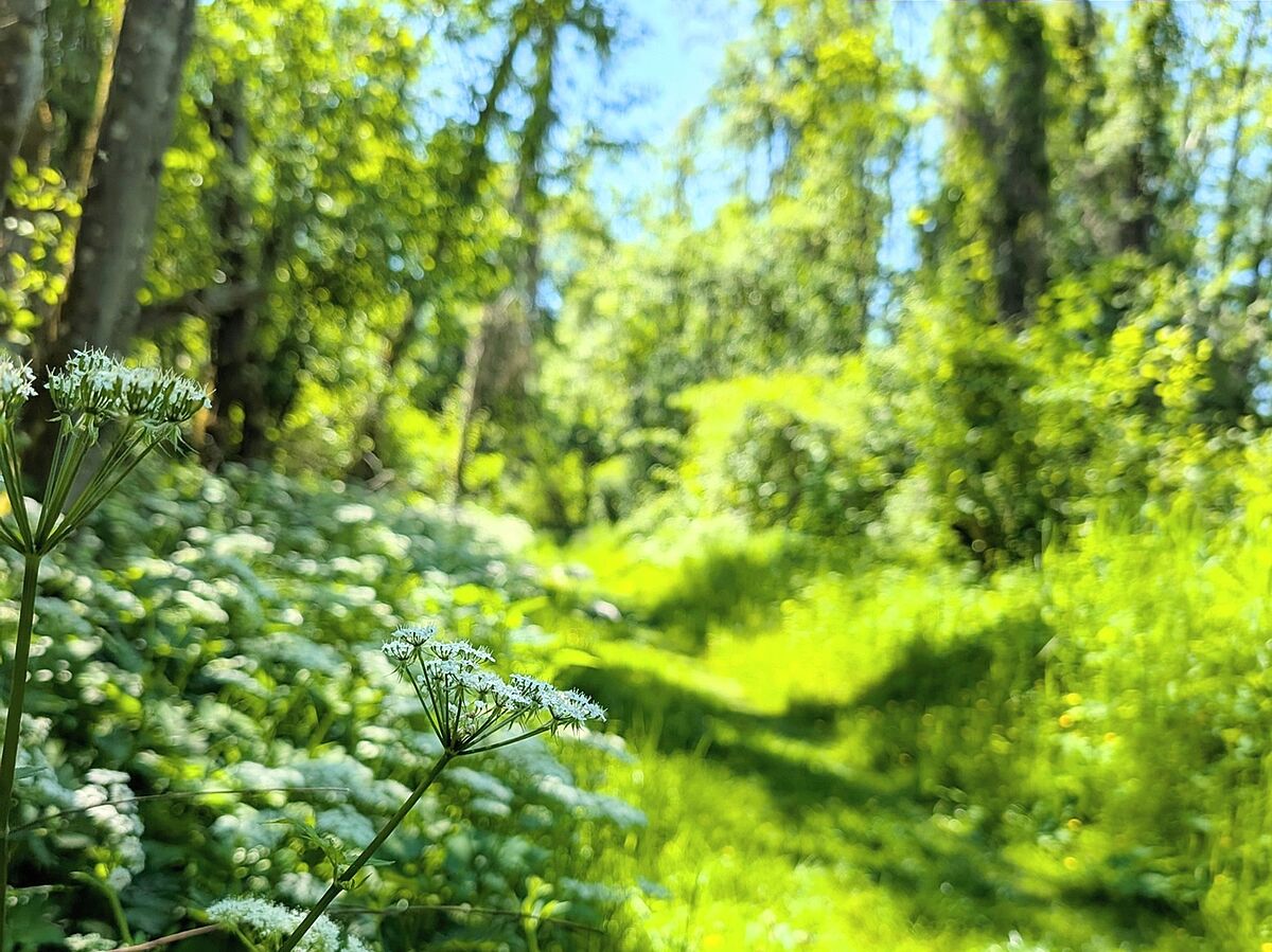 Der "Zauberhafte Auwald" (Foto: Dorena Buchmeier) Der "Zauberhafte Auwald" (Foto: Dorena Buchmeier)