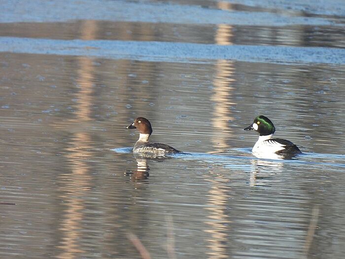 Schellenten (Foto: Ilka Langner)