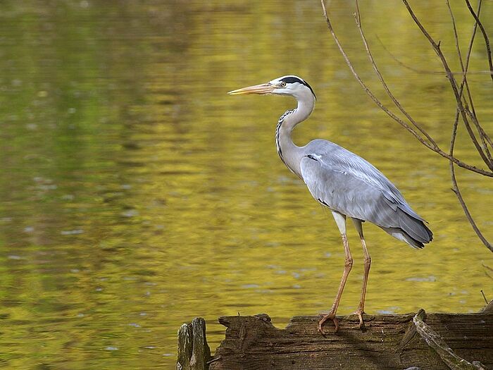 Graureiher (Foto: Rudi Tändler)